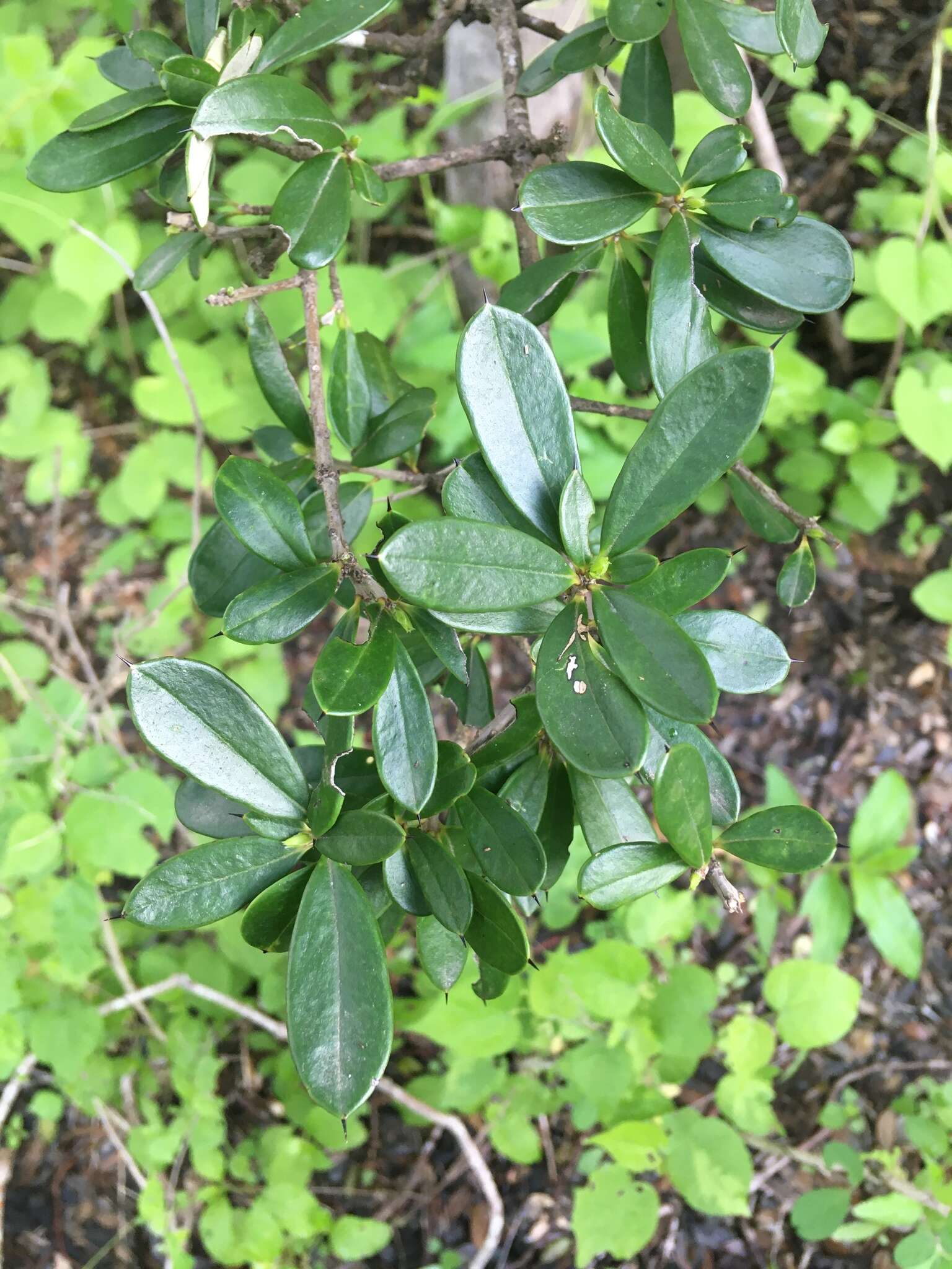 Image of Bonellia sprucei (Mez) B. Ståhl & Källersjö