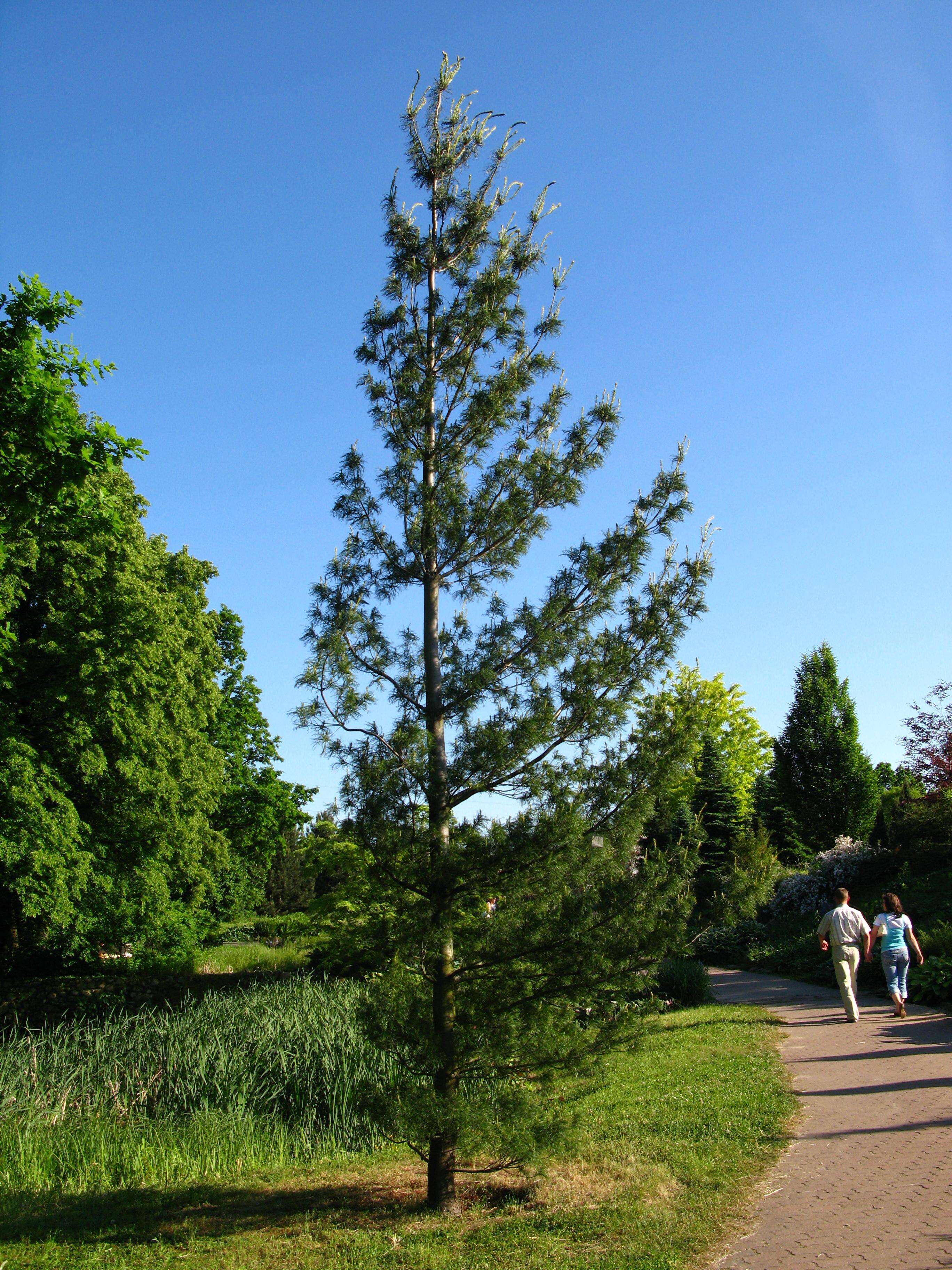 Image of eastern white pine