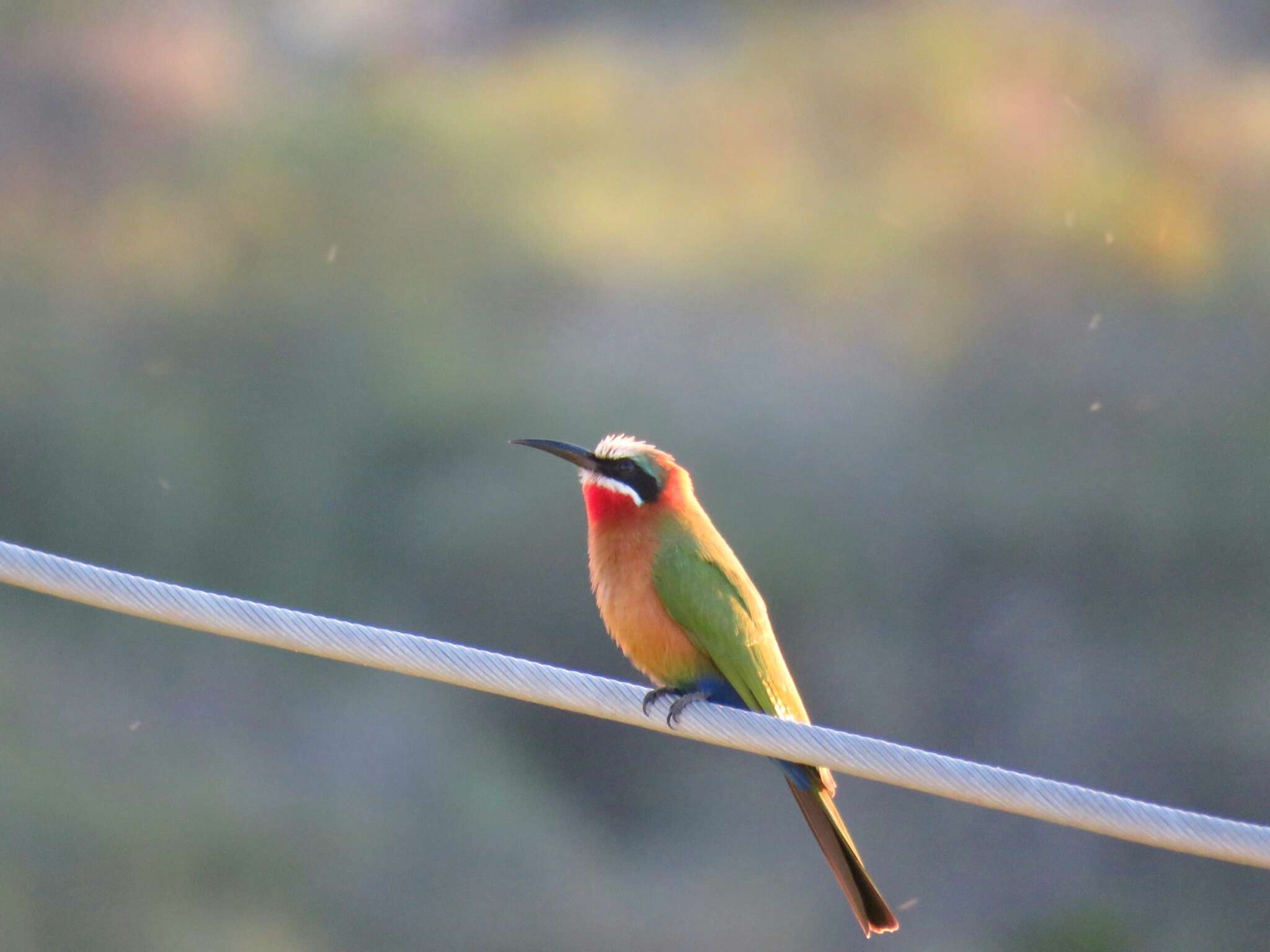 Image of <i>Merops <i>bullockoides</i></i> bullockoides