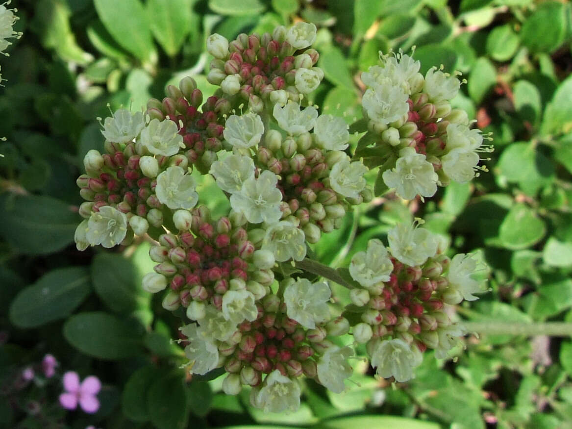 Image of sulphur-flower buckwheat