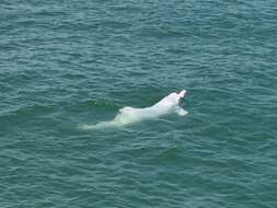 Image of Chinese Humpback Dolphin
