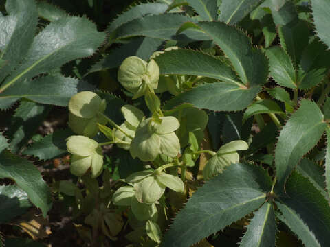 Image of Corsican hellebore