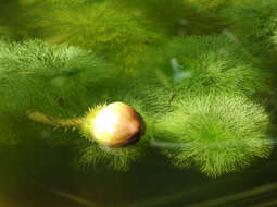 صورة Limnophila aquatica (Roxb.) Alston