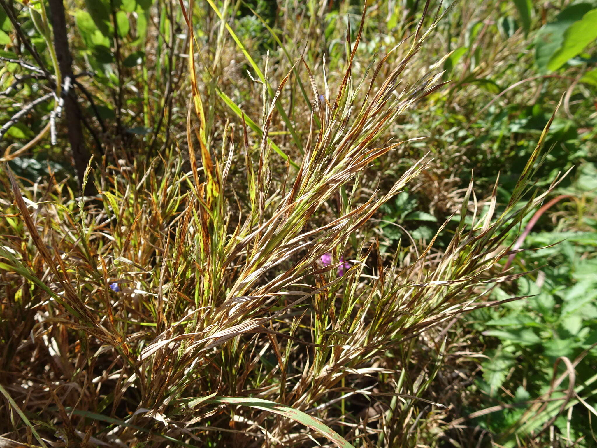 Plancia ëd Muhlenbergia frondosa (Poir.) Fernald