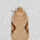 Acleris comandrana Fernald 1892的圖片