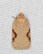 Imagem de Acleris comandrana Fernald 1892