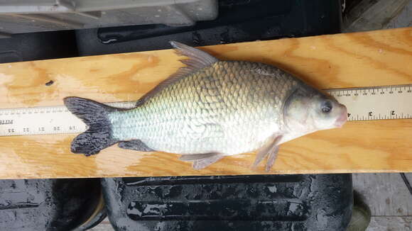 Image of Smallmouth Buffalo