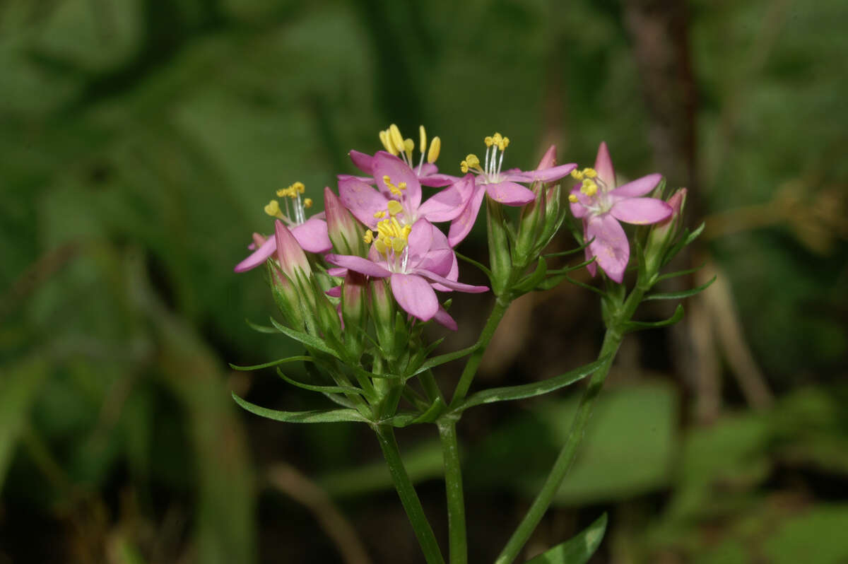 Image of branched centaury