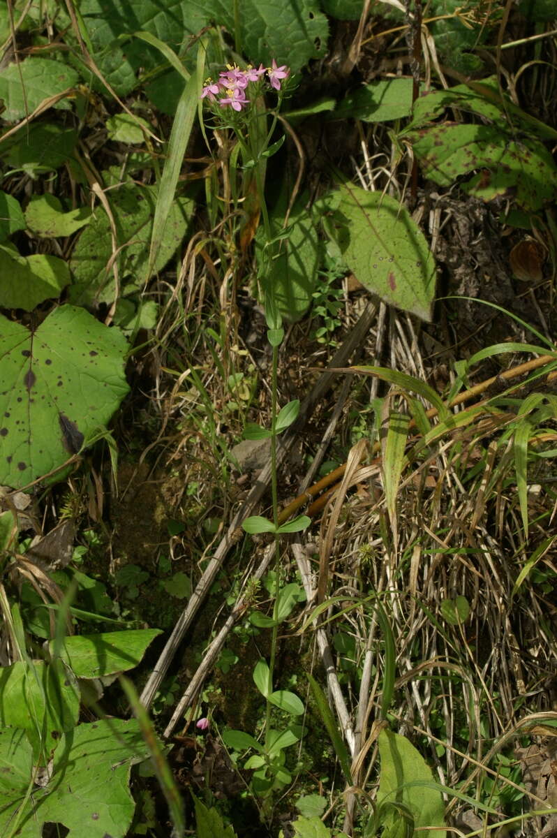 Image of branched centaury