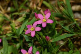 Image of branched centaury