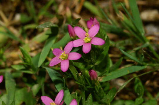 Image of branched centaury