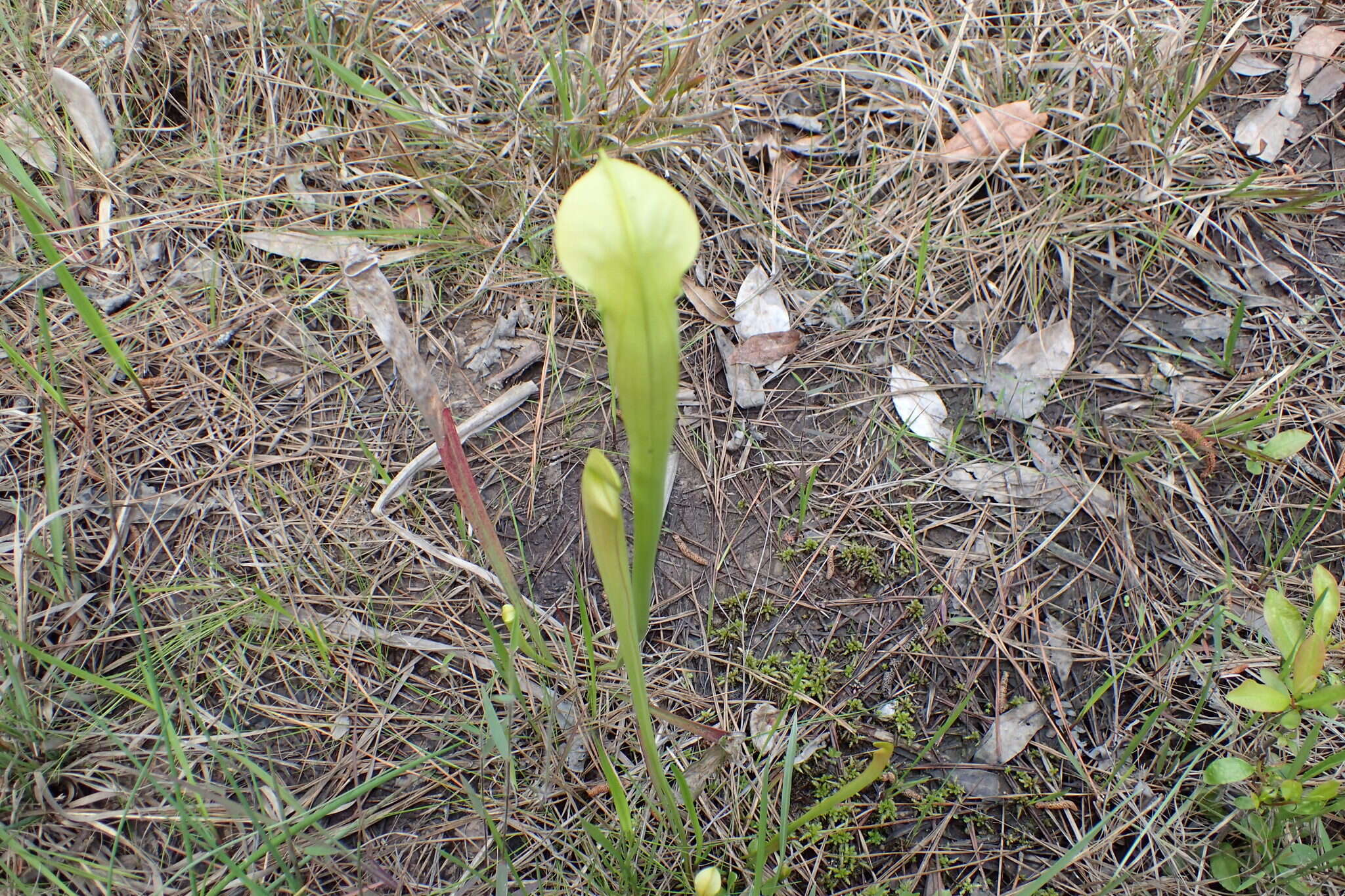 Image of Yellow Trumpets