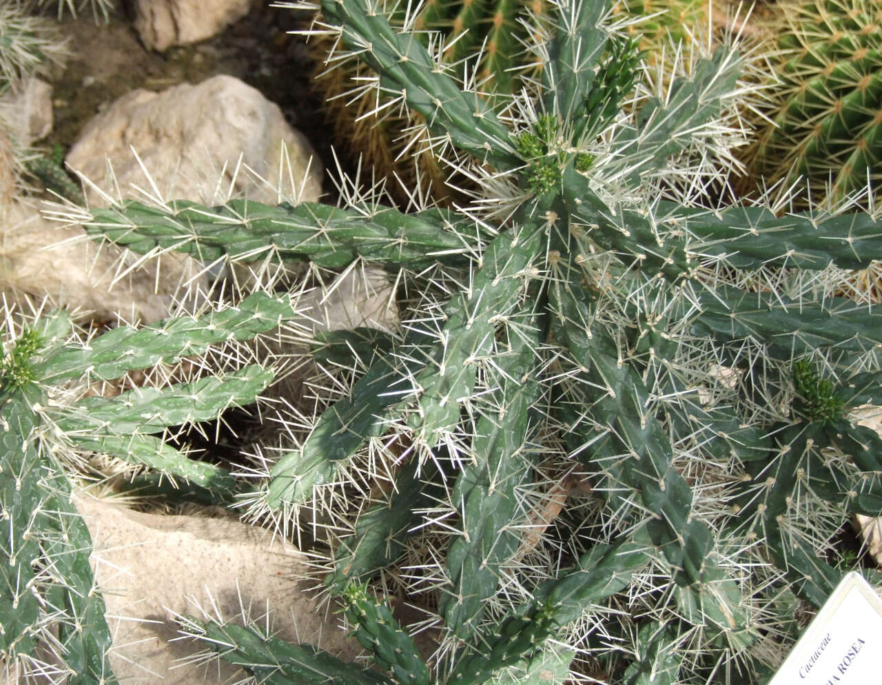 Imagem de Cylindropuntia rosea (DC.) Backeb.