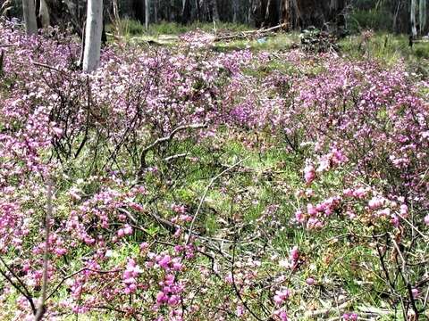 Image of small-leaved boronia