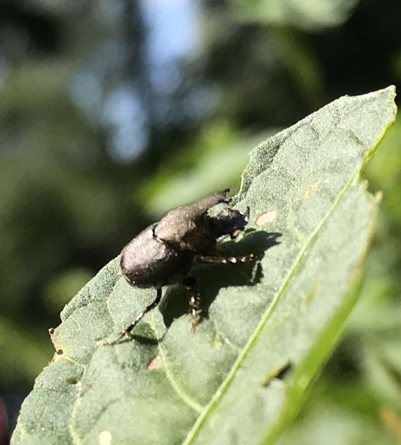 Image of Scooped Scarab