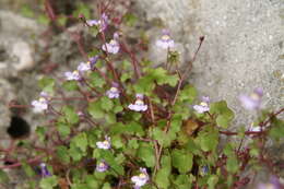 Image of Ivy-leaved Toadflax