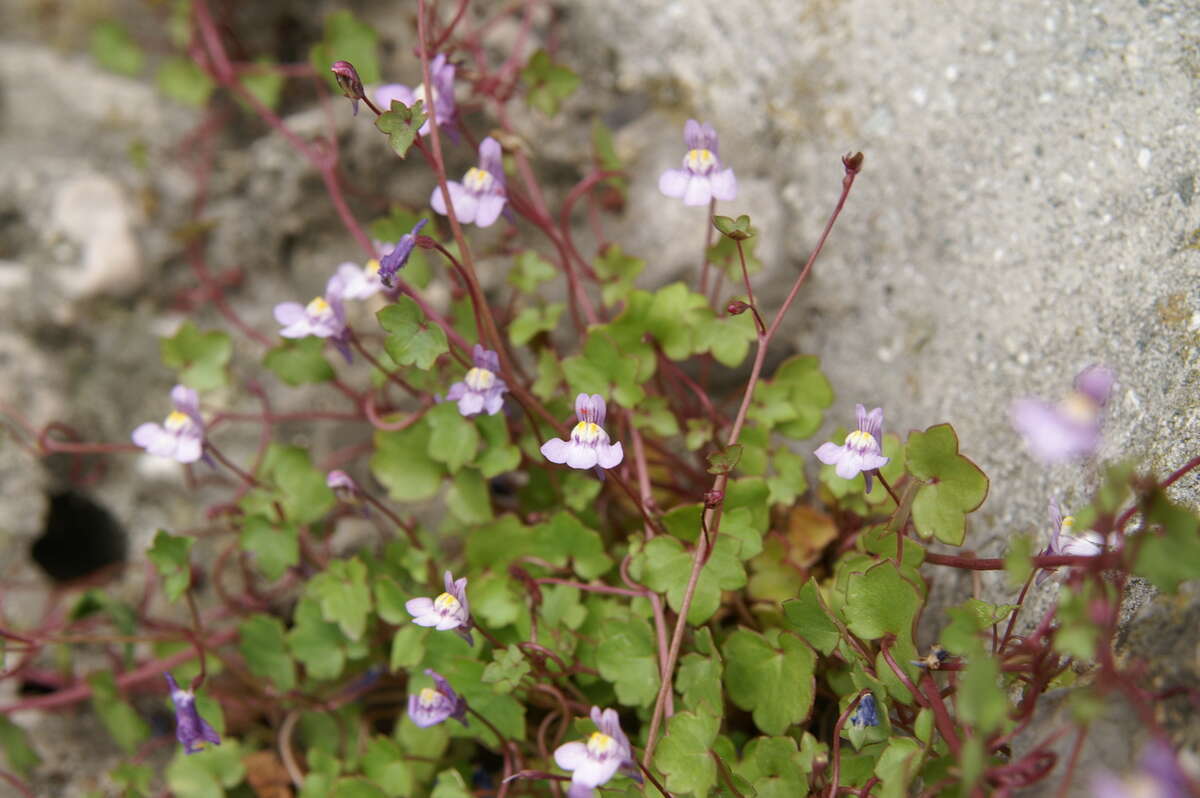 Image of Ivy-leaved Toadflax