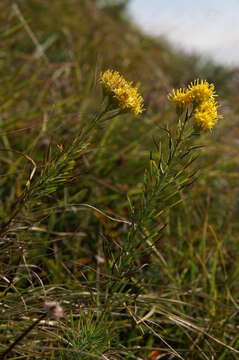 صورة Galatella linosyris (L.) Rchb. fil.