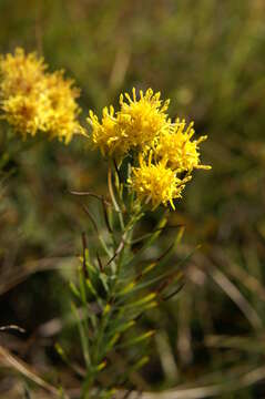 صورة Galatella linosyris (L.) Rchb. fil.