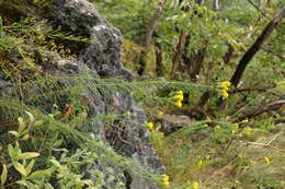 صورة Galatella linosyris (L.) Rchb. fil.