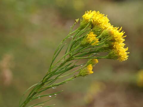 صورة Galatella linosyris (L.) Rchb. fil.