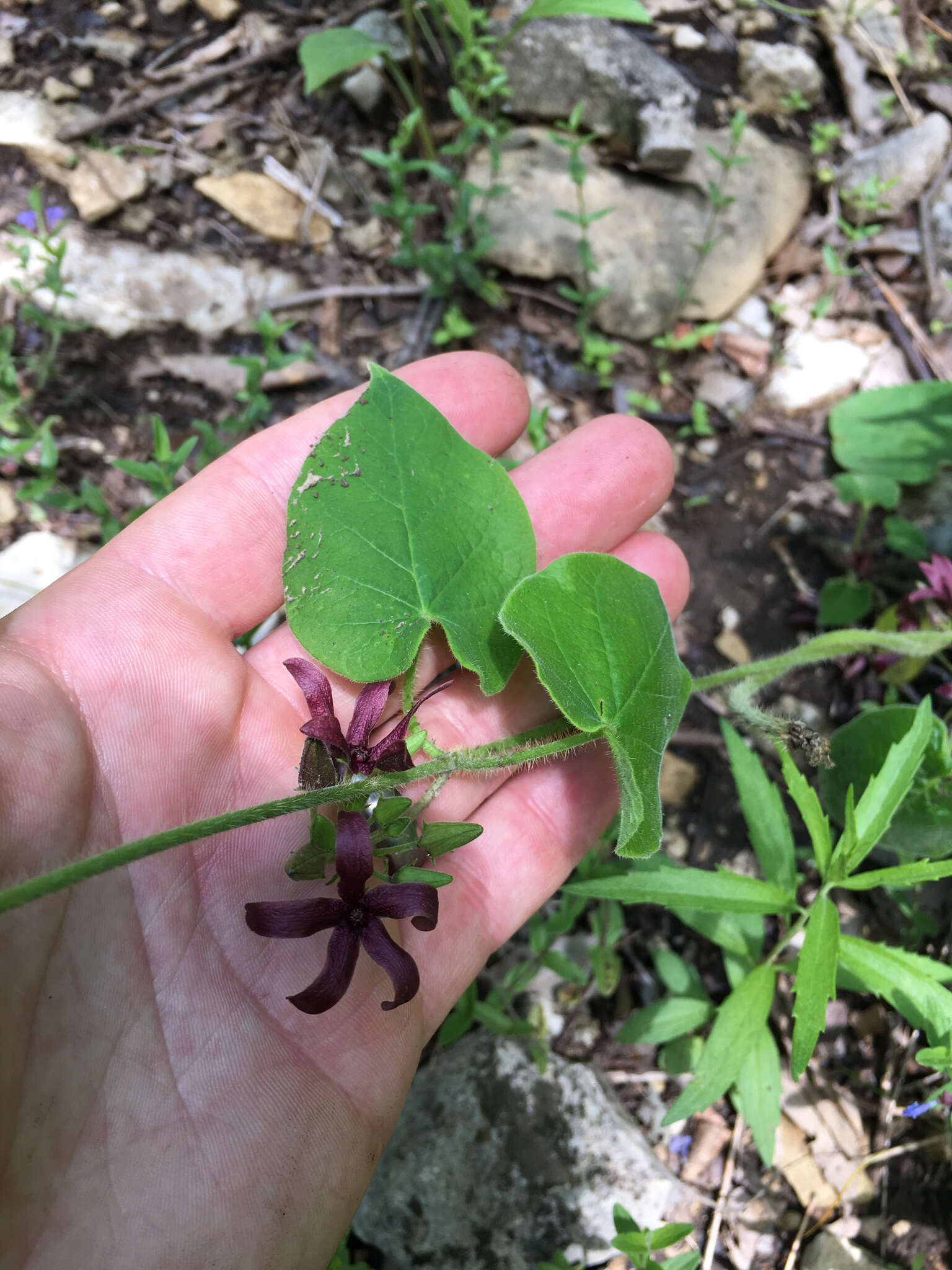 Image of oldfield milkvine