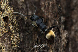 Image de Polyrhachis euterpe Forel 1902