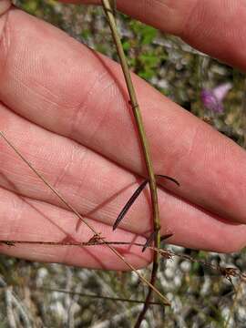 Image of coastal plain false foxglove