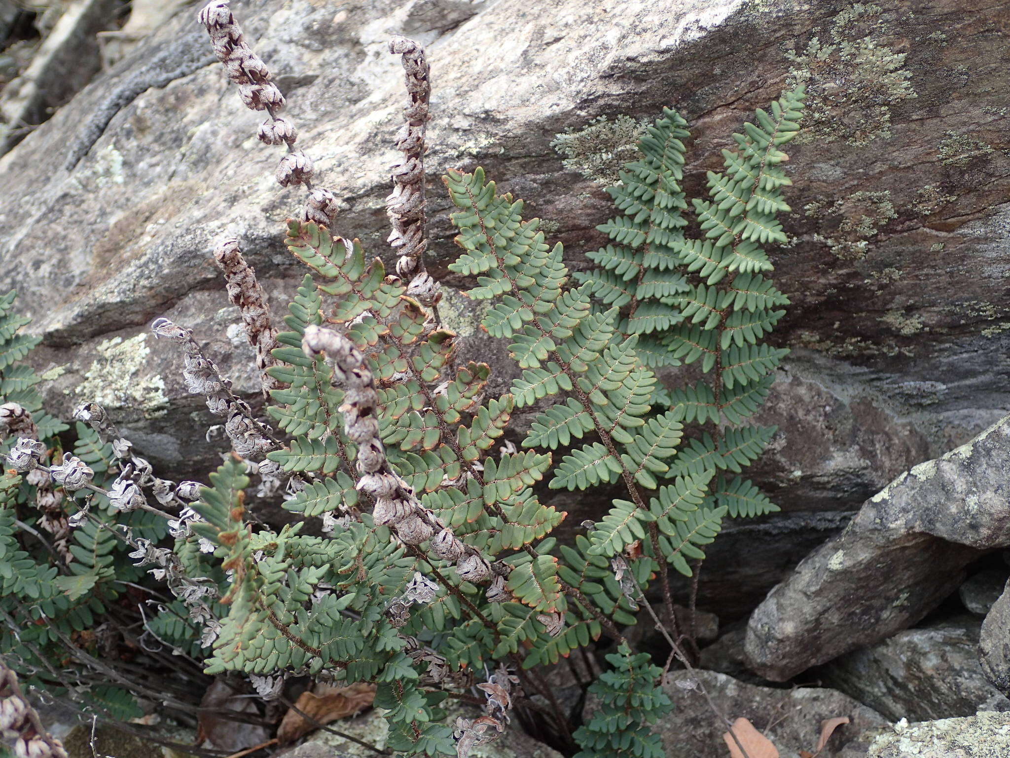 Image of Paragymnopteris marantae subsp. marantae