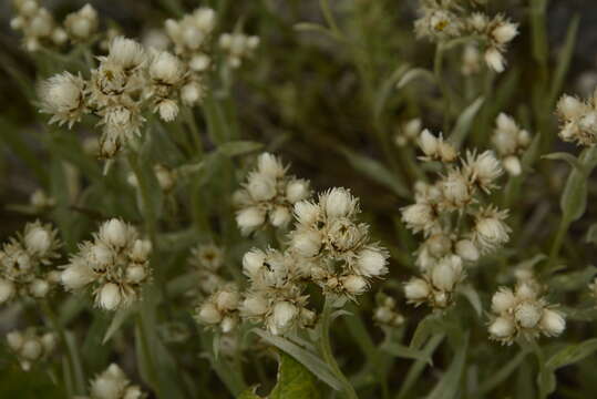 Image de Anaphalis royleana DC.