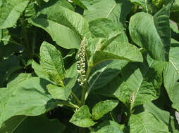 Image of American Nightshade