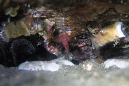 Image of Orange reef-goby