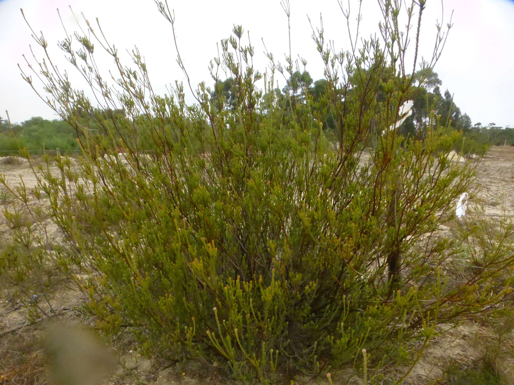 Image of Leucadendron thymifolium (Salisb. ex Knight) I. J. M. Williams