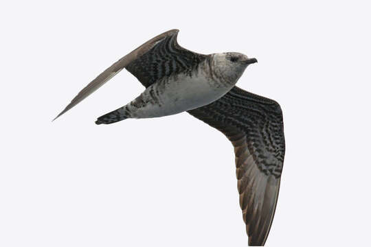 Image of Long-tailed Jaeger