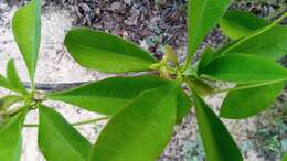 Image of Euphorbia aprica Baill.