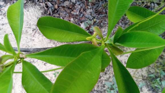 Слика од Euphorbia aprica Baill.