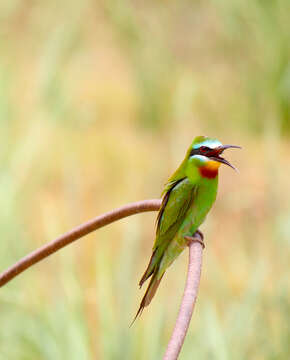 Image of Blue-cheeked Bee-eater