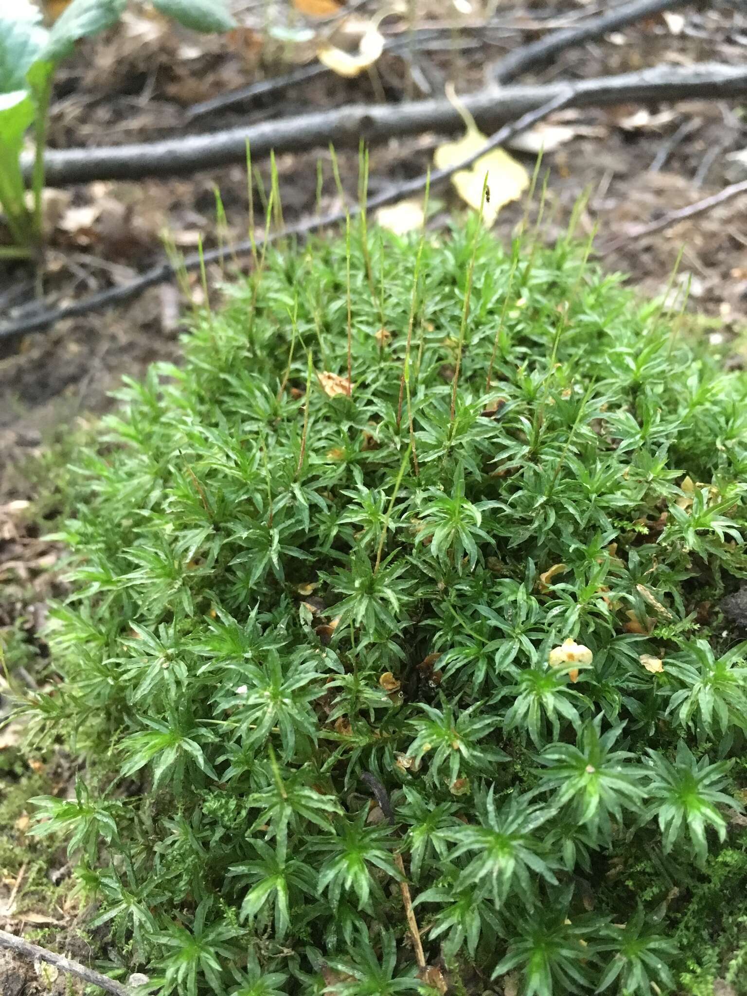 Image of undulate atrichum moss