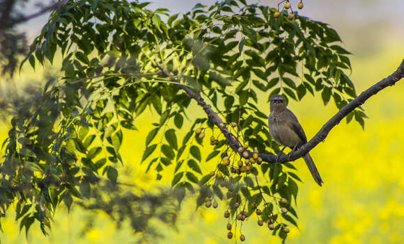 Image of Large Grey Babbler