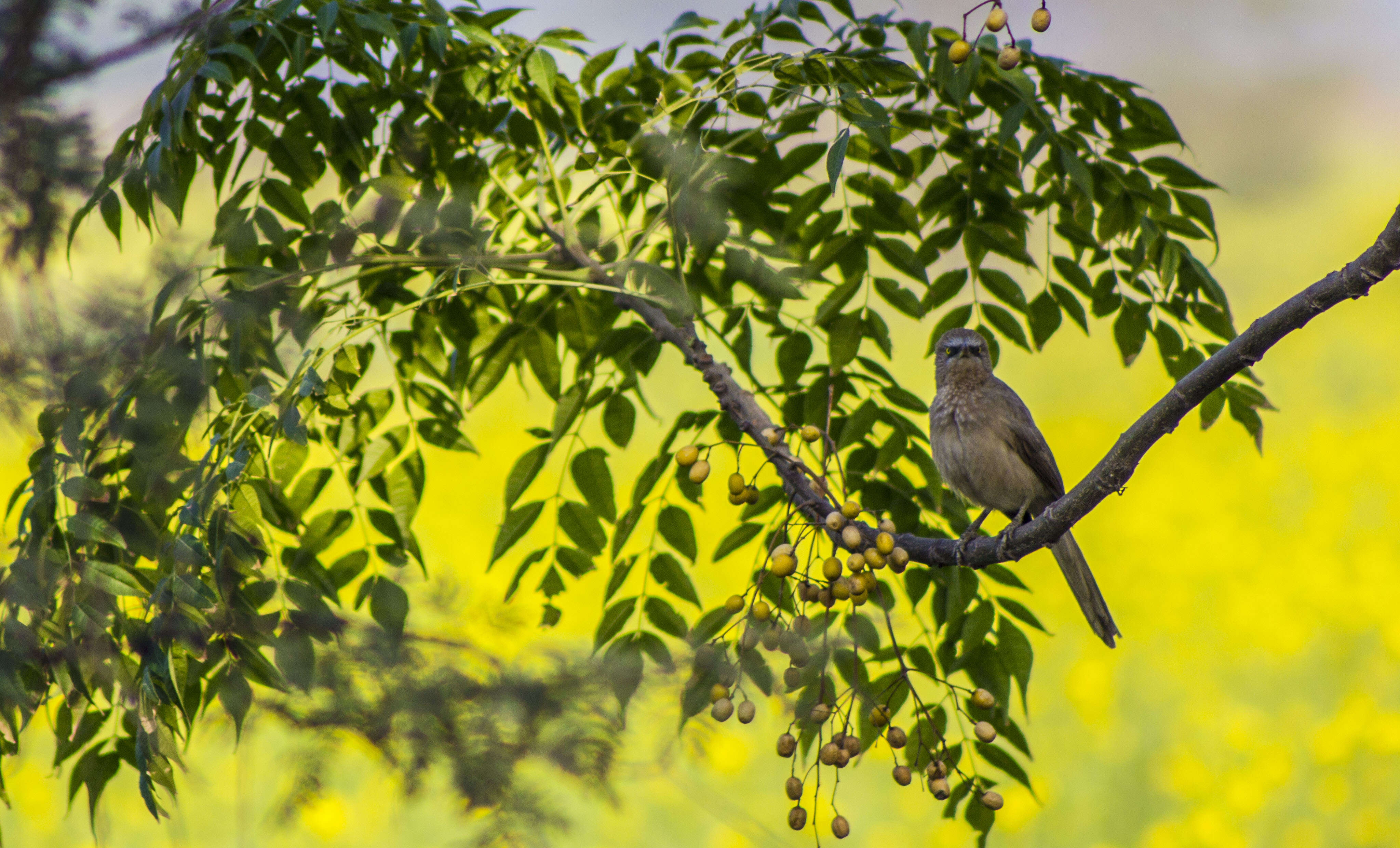 Image of Large Grey Babbler