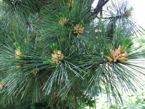 Imagem de Pinus peuce Griseb.