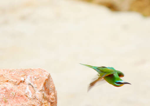 Image of Blue-cheeked Bee-eater