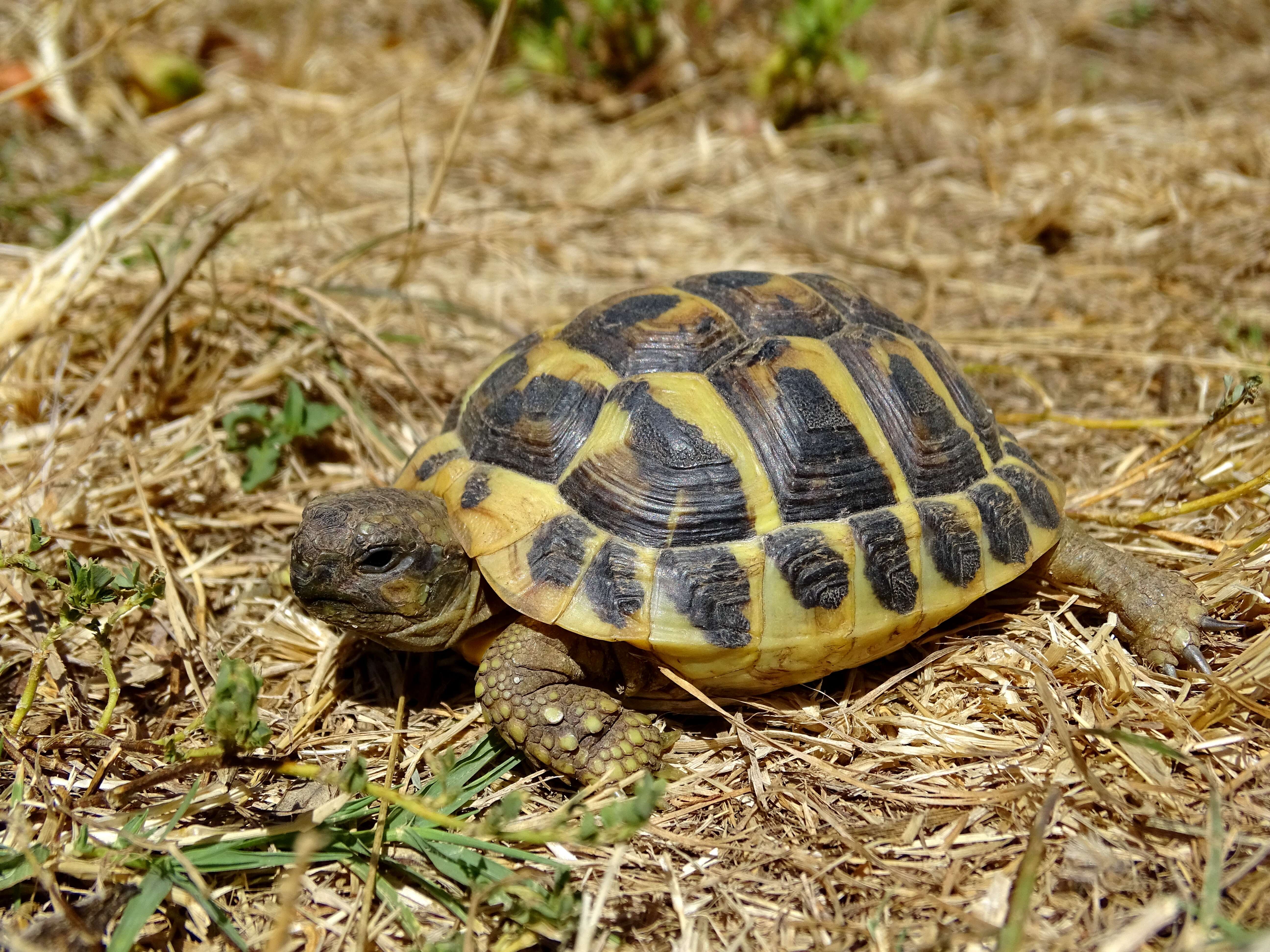 Image of Hermann's Tortoise