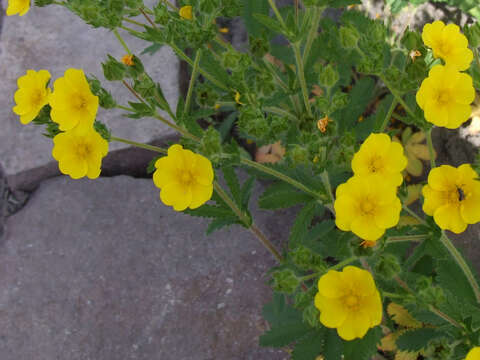 Image of sulphur cinquefoil