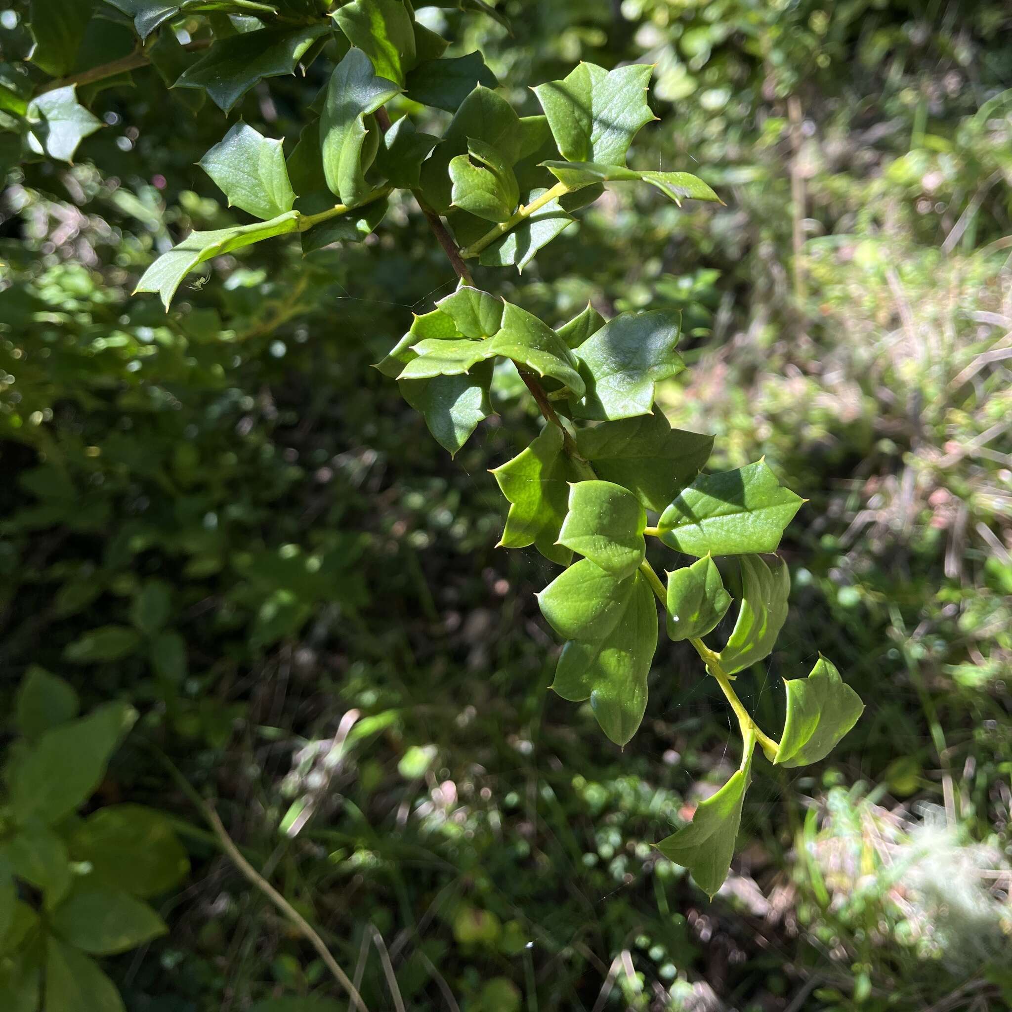 Griselinia jodinifolia (Griseb.) Taub.的圖片