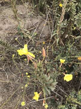 Image of Hooker's evening primrose