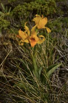 Plancia ëd Chloraea alpina Poepp.