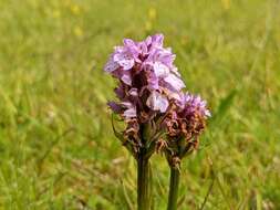 Image of Dactylorhiza maculata subsp. islandica (Á. Löve & D. Löve) Soó