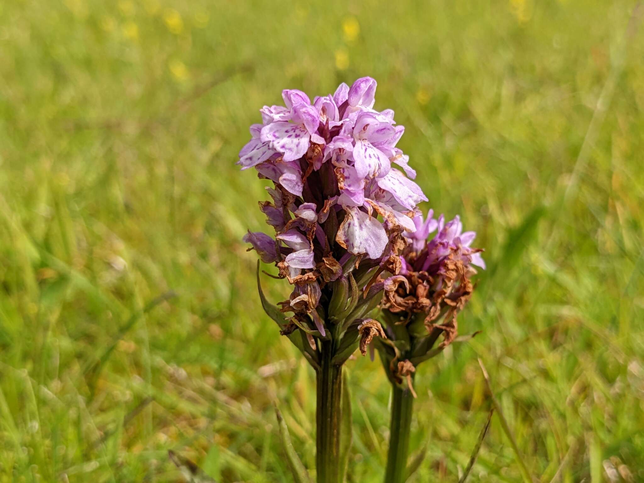 Image of Dactylorhiza maculata subsp. islandica (Á. Löve & D. Löve) Soó