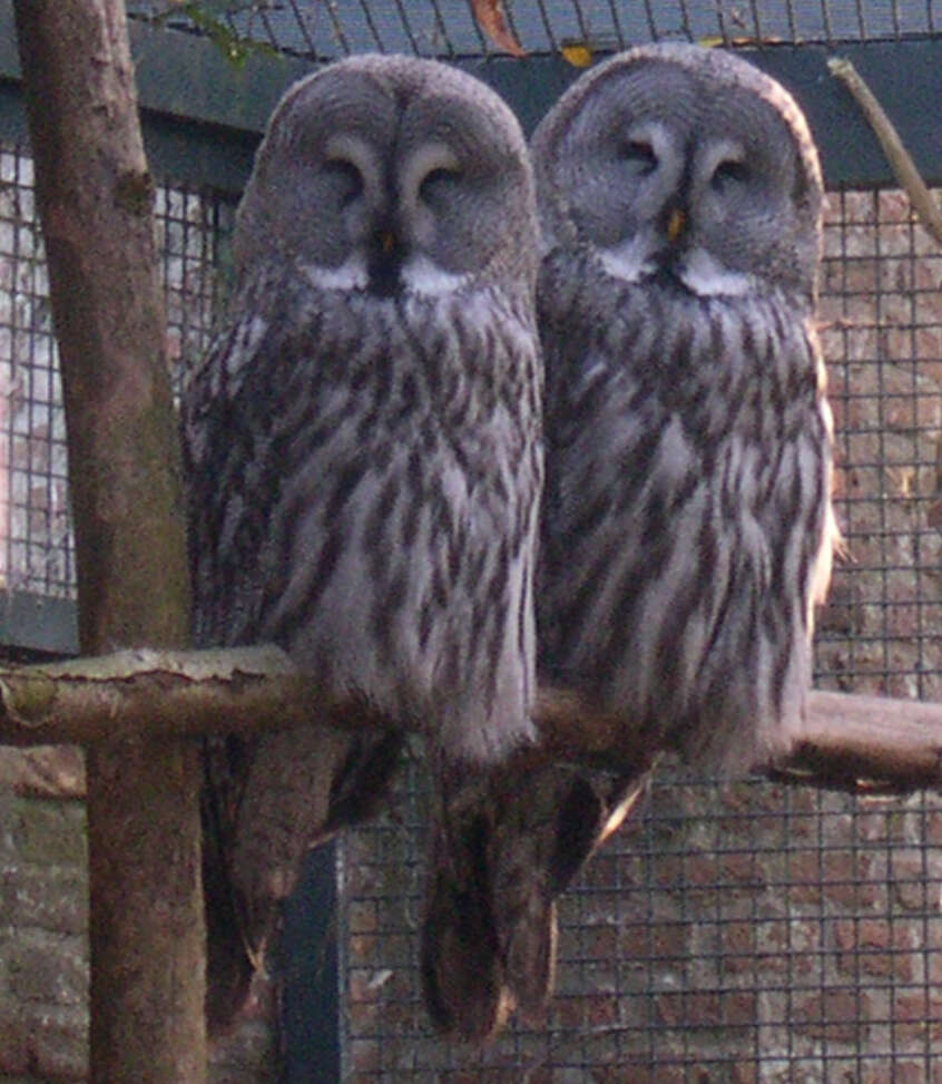 Image of Great Gray Owl